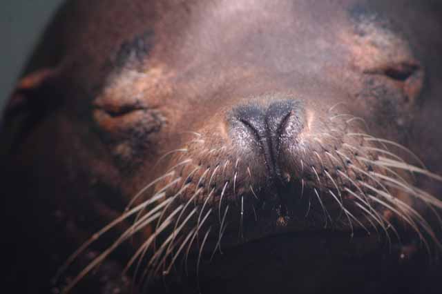 harbor seal